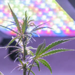 cannabis growing under a lamp