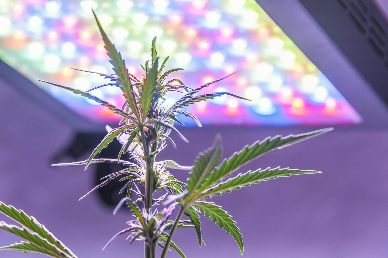 Regular, Feminized, or Autoflower: Which Cannabis Seeds Should You Buy in 2025?